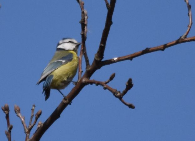 modraszka  - Hanna Żelichowska