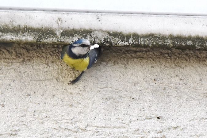 Blaumeise  - Hanna Żelichowska