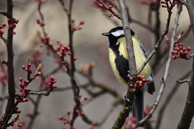 Mésange charbonnière  - Hanna Żelichowska