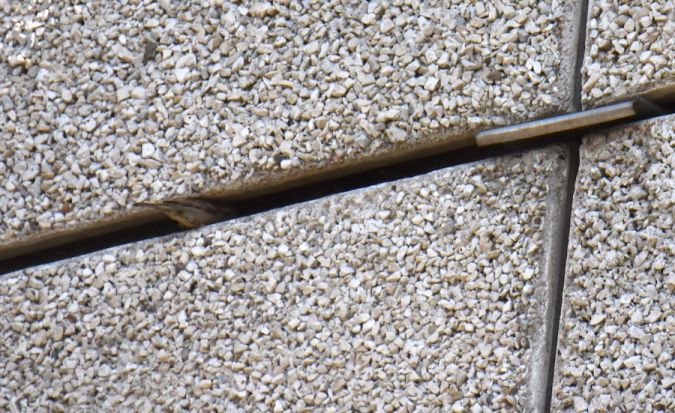 Moineau domestique  - Hanna Żelichowska