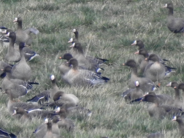 Kurzschnabelgans  - Amanda Zinkow