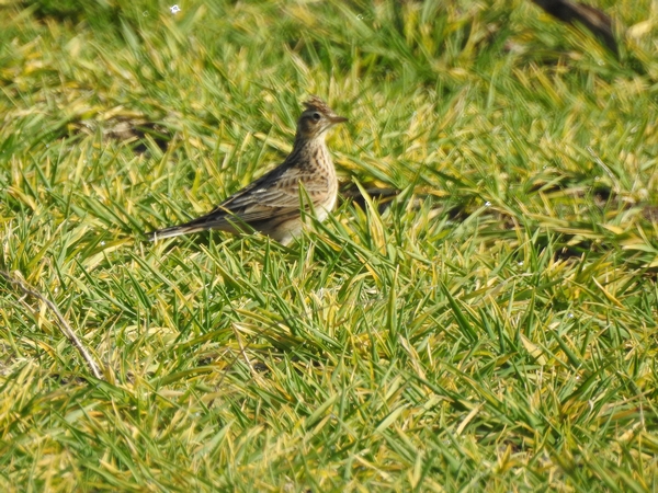 Feldlerche  - Amanda Zinkow