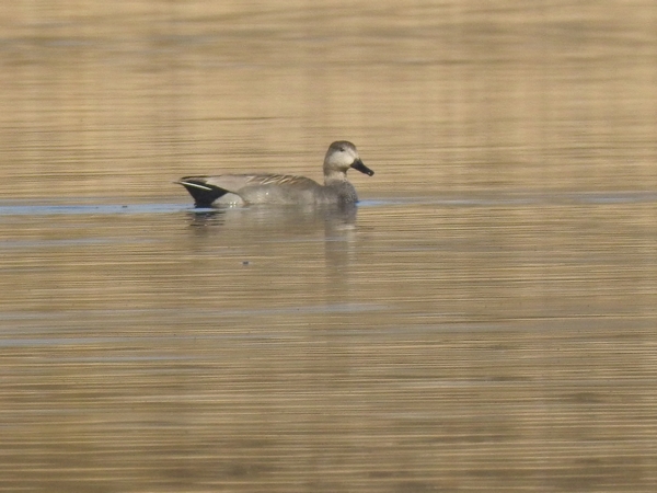 krakwa  - Amanda Zinkow