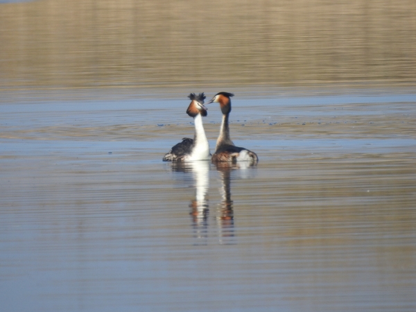 Haubentaucher  - Amanda Zinkow