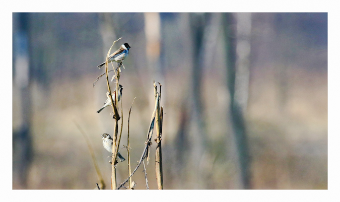 Common Reed Bunting 