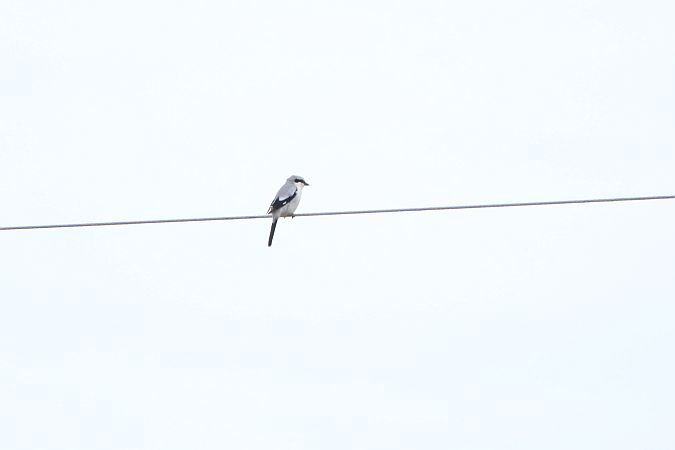 srokosz  - Mariusz Zub