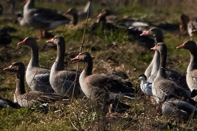 Säbelschnäbler  - Teresa Mariusz Blank