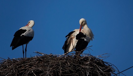 White Stork  - Teresa Mariusz Blank