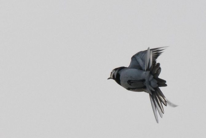 Bachstelze  - Marcin Dec