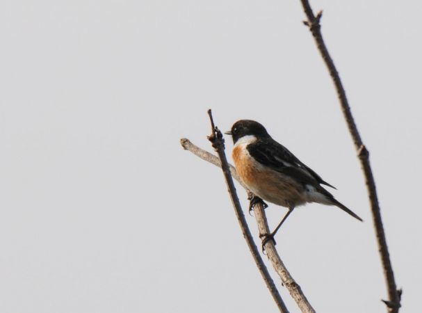 Schwarzkehlchen  - Marcin Dec