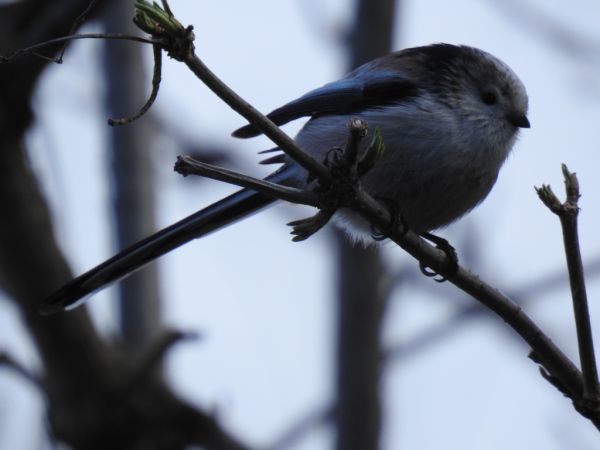 Mésange à longue queue (ssp. europaeus)  - Jarosław Słowikowski