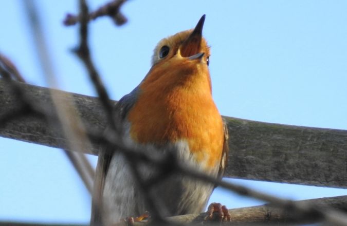 Rougegorge familier  - Jarosław Słowikowski