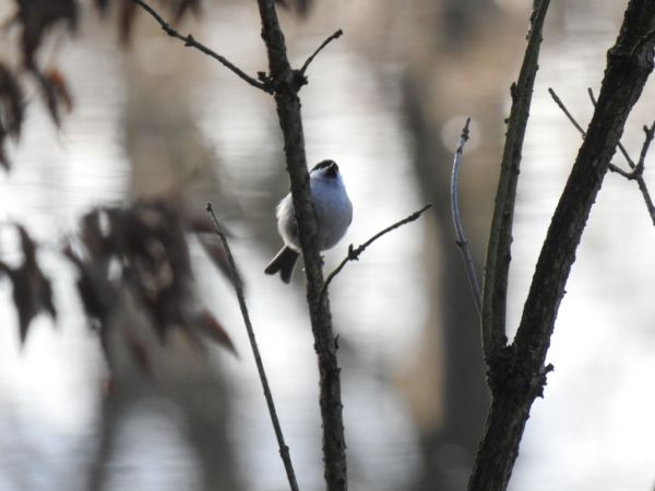 Marsh Tit 