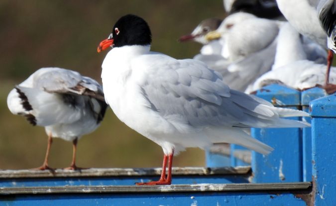 Mouette mélanocéphale 