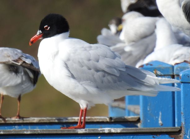 Mouette mélanocéphale  - Jarosław Słowikowski
