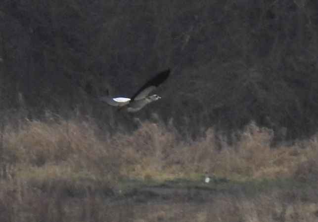 Nilgans  - Jarosław Słowikowski