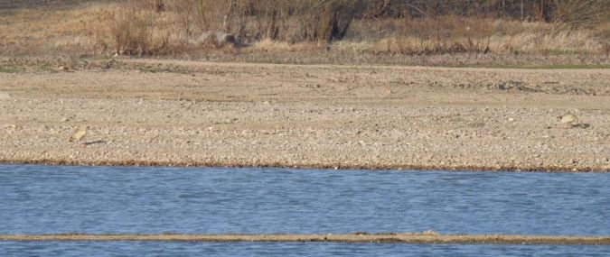 Nilgans  - Jarosław Słowikowski