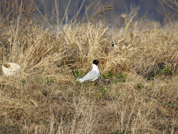 Schwarzkopfmöwe  - Jarosław Słowikowski