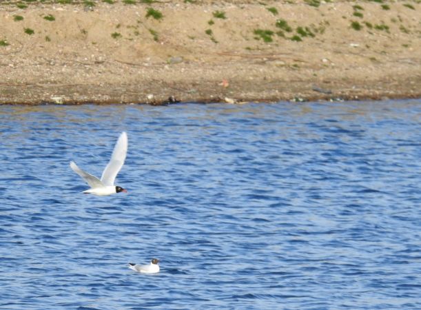 mewa czarnogłowa  - Jarosław Słowikowski