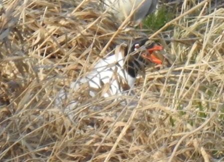 mewa czarnogłowa  - Jarosław Słowikowski