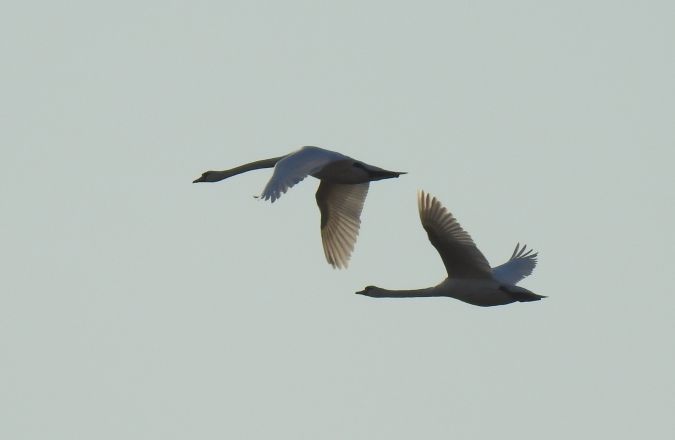 Höckerschwan  - Jarosław Słowikowski