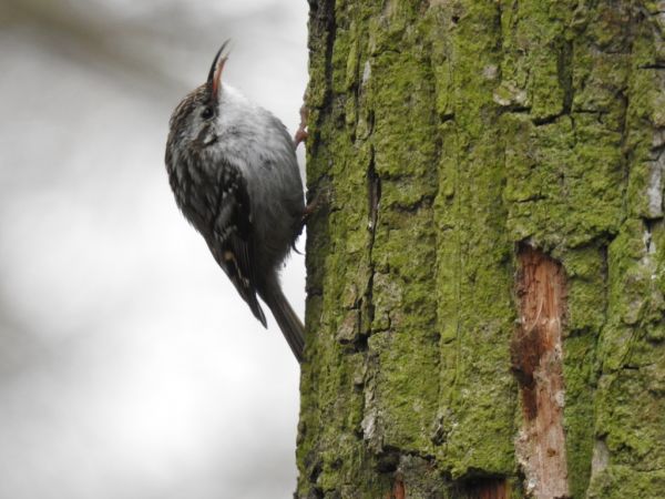 pełzacz ogrodowy  - Jarosław Słowikowski