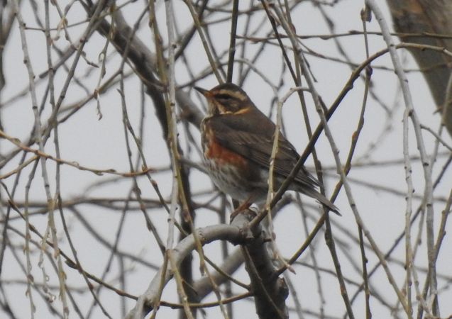 Grive mauvis  - Jarosław Słowikowski