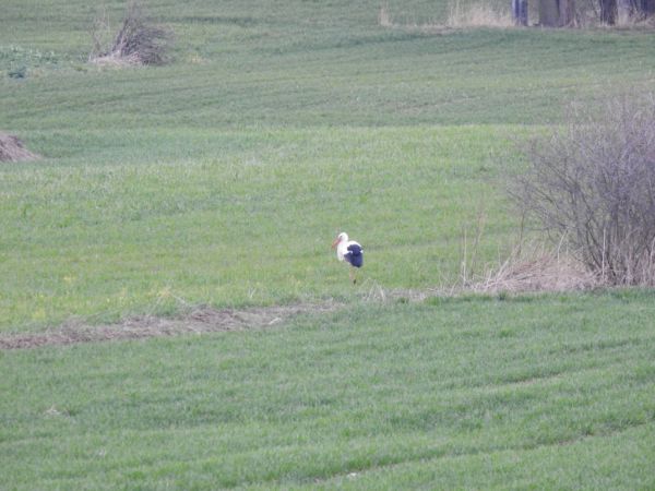 Weissstorch  - Jarosław Słowikowski