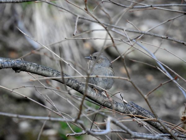 Heckenbraunelle  - Jarosław Słowikowski