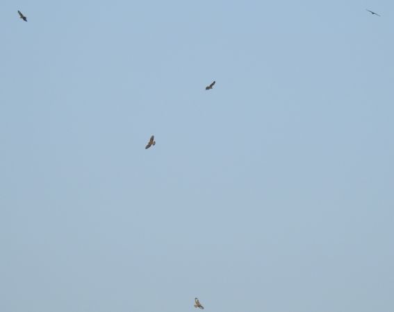 Common Buzzard  - Jarosław Słowikowski