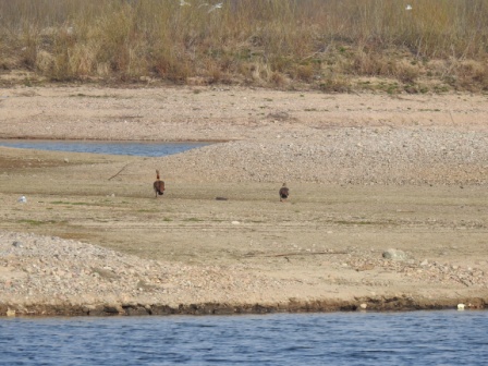 gęsiówka egipska  - Jarosław Słowikowski