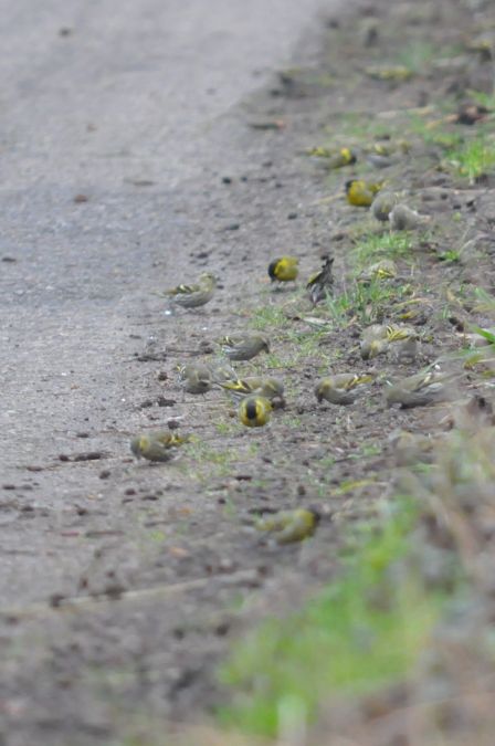 Eurasian Siskin  - Łukasz Krawczyk