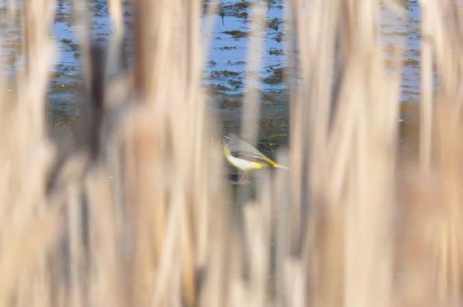 Bergeronnette des ruisseaux  - Łukasz Krawczyk