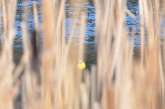 Grey Wagtail  - Łukasz Krawczyk