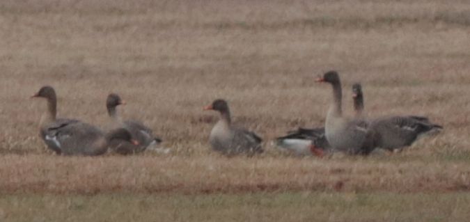 Waldsaatgans  - Monika Broniszewska