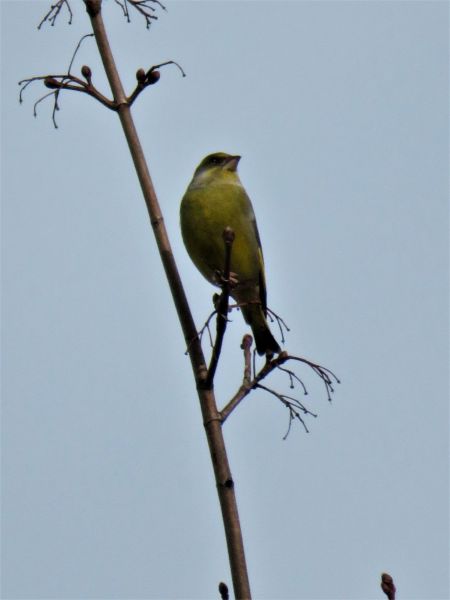Grünfink  - Maria Madej