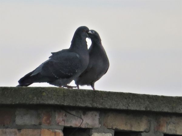 Strassentaube  - Maria Madej