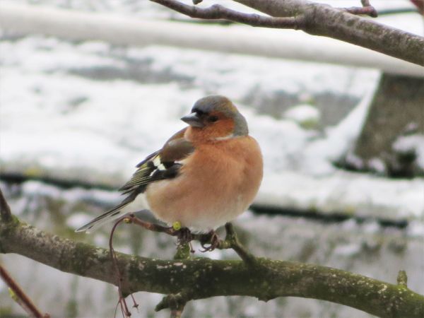 Buchfink  - Maria Madej