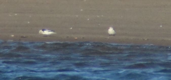 śnieguła  - Jarosław Mydlak