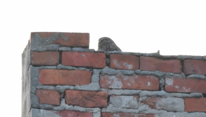 Little Owl  - Jarosław Mydlak