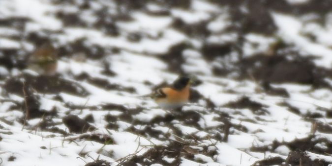 Pinson du Nord  - Jarosław Mydlak