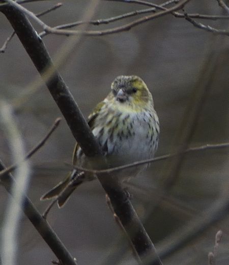 czyż  - Michał Włodarczyk