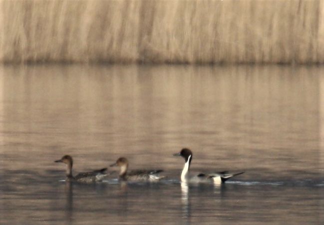 Northern Pintail  - Henryk Piernikarczyk