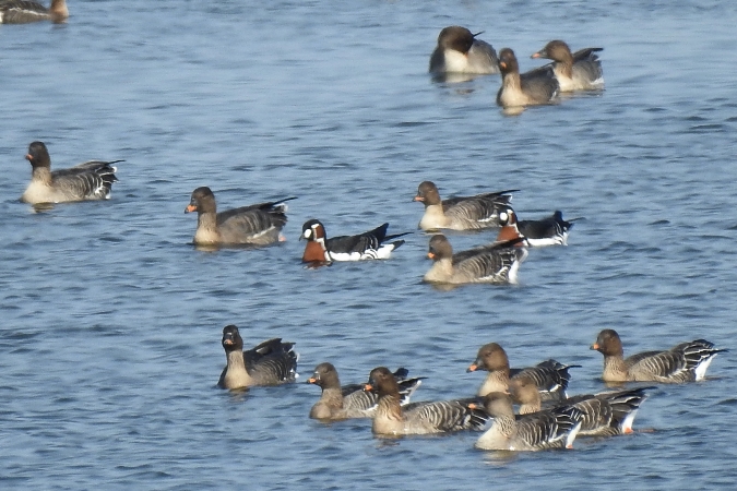 Bernache à cou roux  - Wiktor Kroker