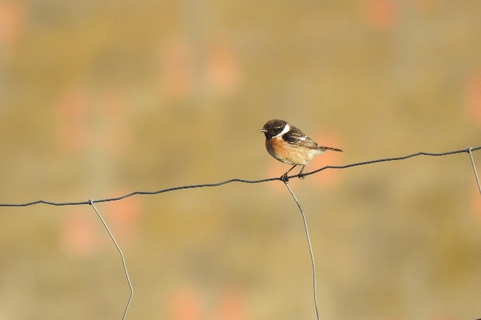 kląskawka  - Wiktor Kroker