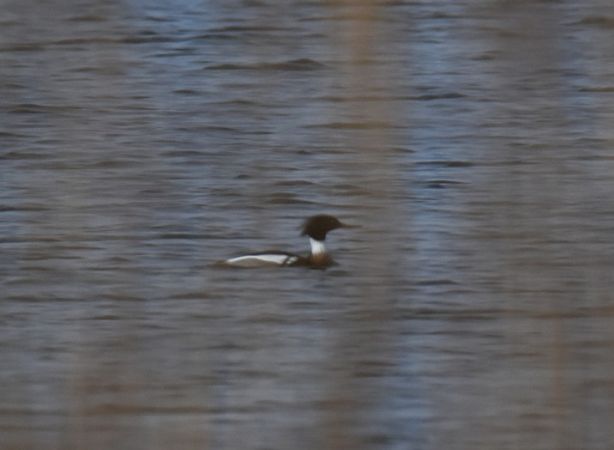 Mittelsäger  - Grzegorz Grygoruk