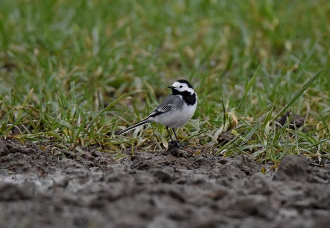White Wagtail  - Grzegorz Grygoruk
