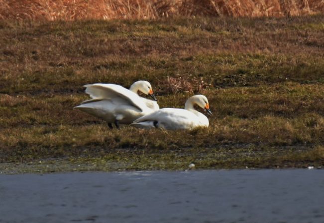 Bewick's Swan  - Grzegorz Grygoruk