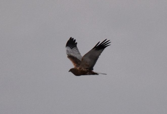 Western Marsh Harrier  - Grzegorz Grygoruk