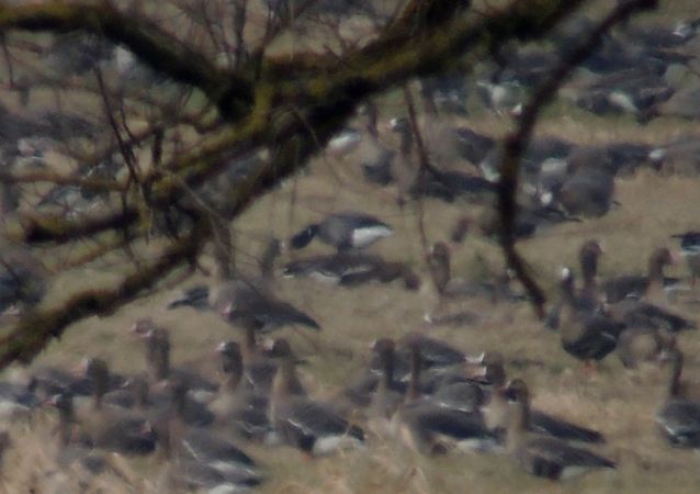 Brant Goose  - Grzegorz Grygoruk